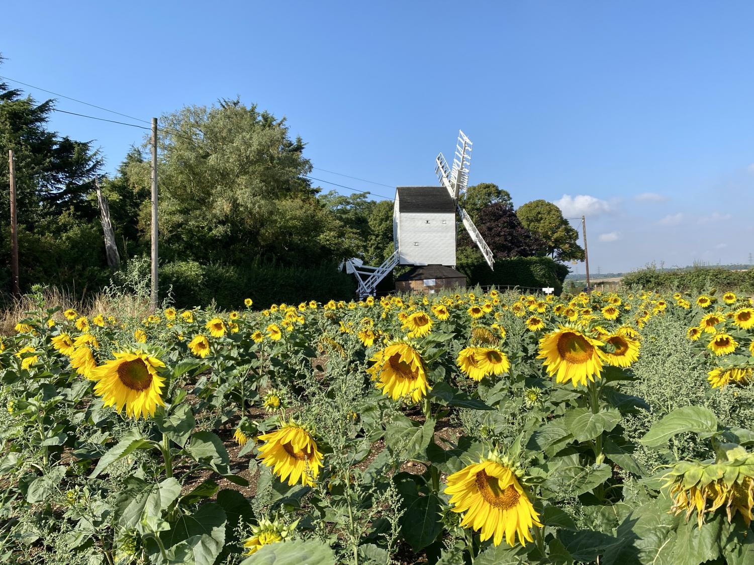 Cromer Windmill: present day  - Cromer Windmill Ardeley -  Hertfordshire Building Preservation Trust